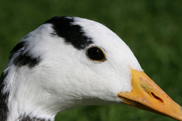 goosehead head